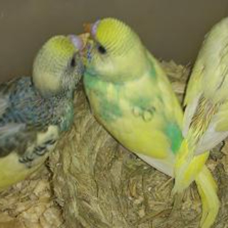 セキセイインコ雛を大切に育ててくださる方募集