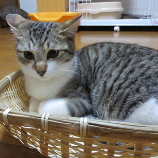 足が白い　あっちくん