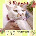リアルまねきにゃんこなうめちゃん里親さま大募集☆