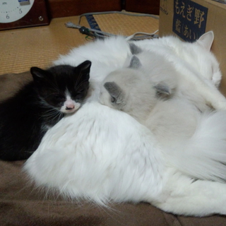 3月11日生まれました。