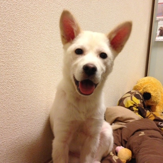 犬オス　 生後６ヶ月のパピー　ミルク君☆