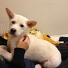 犬オス　 生後６ヶ月のパピー　ミルク君☆ サムネイル4