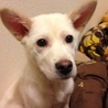犬オス　 生後６ヶ月のパピー　ミルク君☆ サムネイル3