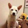 犬オス　 生後６ヶ月のパピー　ミルク君☆ サムネイル2