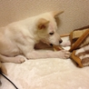 犬オス　 生後６ヶ月のパピー　ミルク君☆ サムネイル7