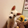犬オス　 生後６ヶ月のパピー　ミルク君☆ サムネイル6