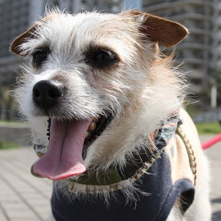 犬メス　 推定８歳おっとりジャックのいろはちゃん 