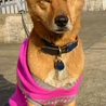 放棄母犬柴MIXみさえちゃん サムネイル4