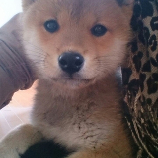 やんちゃな柴犬の仔犬