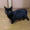 真っ黒マンチカン♂ サムネイル1
