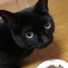 真っ黒マンチカン♂ サムネイル2