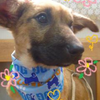 大きなお耳のお顔真黒仔犬♪