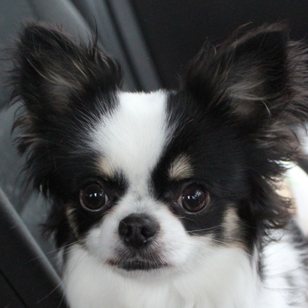 チワワ イケメンくんの里 千葉県 犬の里親募集 ペットのおうち 月間利用者150万人