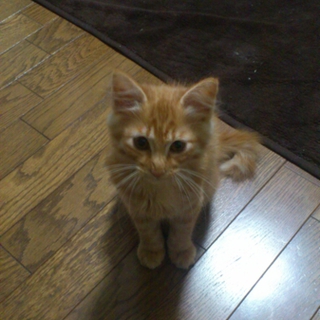 とても人懐っこいにゃんこちゃんです