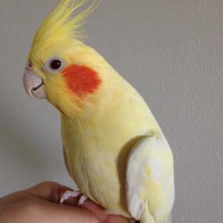 オカメインコ里親募集