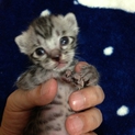 かわいい子猫達です。