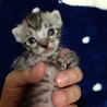 かわいい子猫達です。 サムネイル1