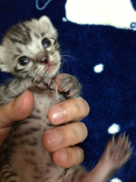 かわいい子猫達です。 サムネイル2