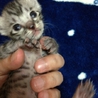 かわいい子猫達です。 サムネイル2