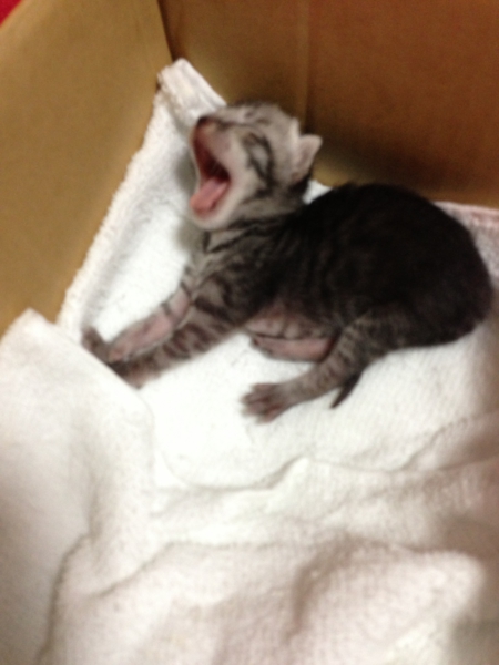 かわいい子猫達です。 サムネイル3