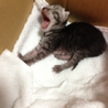 かわいい子猫達です。 サムネイル3