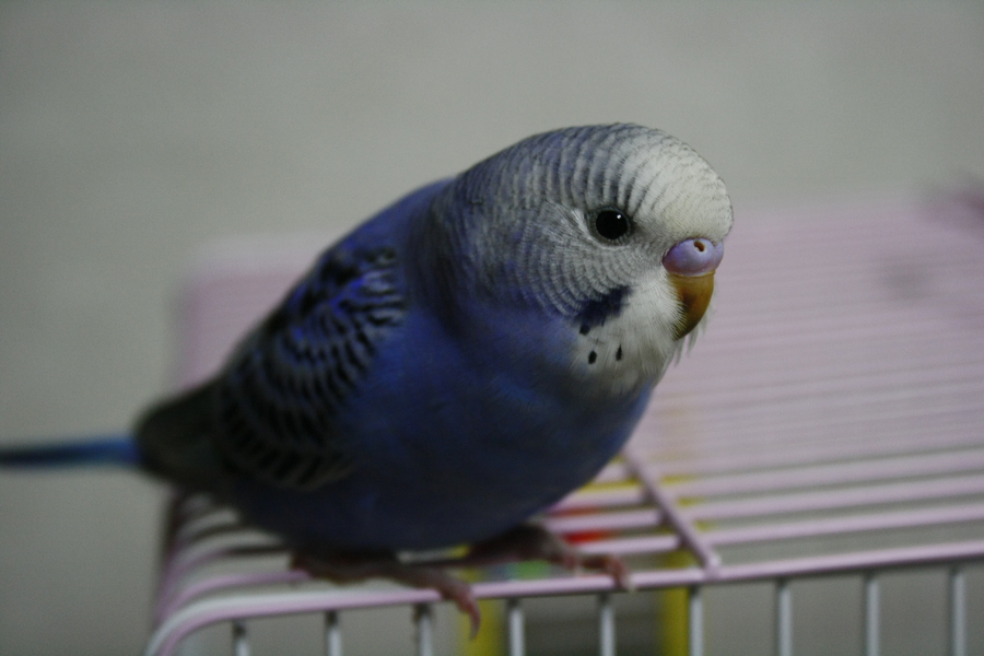 生後一ヶ月セキセイインコ 北海道 鳥の里親募集 ペットのおうち 月間利用者150万人