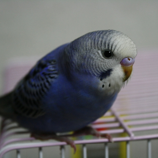 生後一ヶ月セキセイインコ♂可愛がってくださる方！！