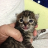 かわいい子猫達です。 サムネイル6