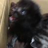 かわいい子猫達です。 サムネイル5