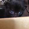 かわいい子猫達です。 サムネイル4