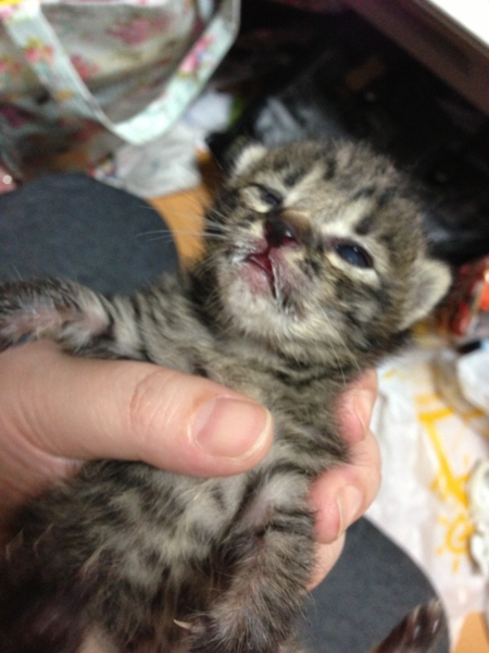 かわいい子猫達です。 サムネイル7
