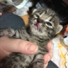 かわいい子猫達です。 サムネイル7