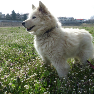 とてもお利口なミックス犬です・。