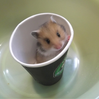♪ゴールデンハムスターの里親募集♪