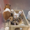 ♪ゴールデンハムスターの里親募集♪ サムネイル2