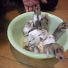 ♪ゴールデンハムスターの里親募集♪ サムネイル3