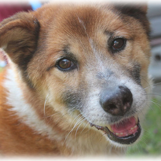 14歳の老犬ですが、とても元気なワンちゃんです！