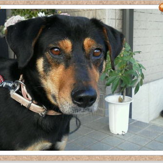 とっても大人しくて優しい凛ちゃん