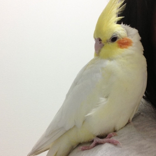 オカメインコの里親募集