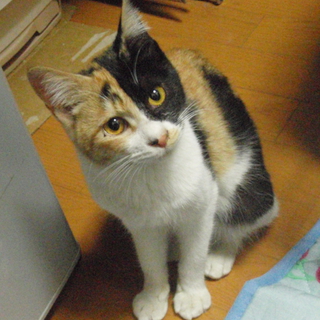 三毛猫ヴィーナス