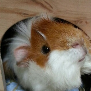 アビシニアン モルモット 8ヶ月 ♂