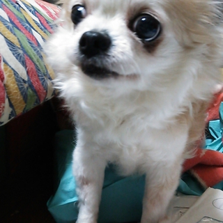 チワワの里親探しています