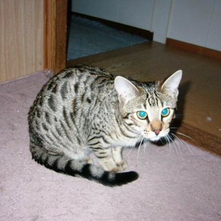 ７ヵ月のベンガルねこ