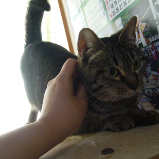 可愛い猫ちゃんの里親様募集♫