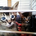 兄弟子猫二匹 生後１ヶ月