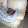 仔猫貰って下さい。 サムネイル5