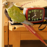 ホオミドリアカオウロコ　シナモン サムネイル3