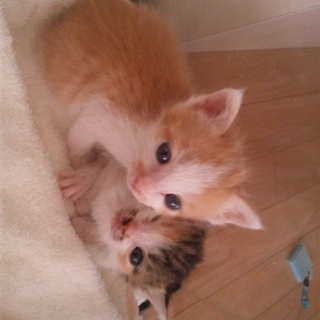 ふわふわ仔猫の里親になってください