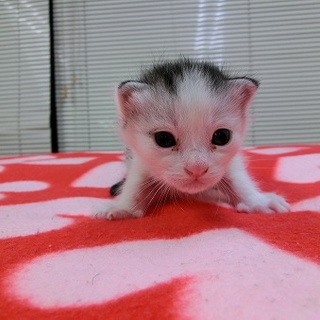 ステキな柄のサバトラ白の仔猫さん