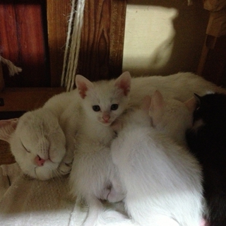 生後一ヶ月・子猫の里親さん募集です。